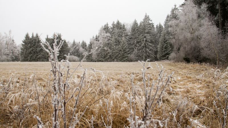 Jižní Čechy se probudily do mrazivého rána, na Šumavě bylo minus 13